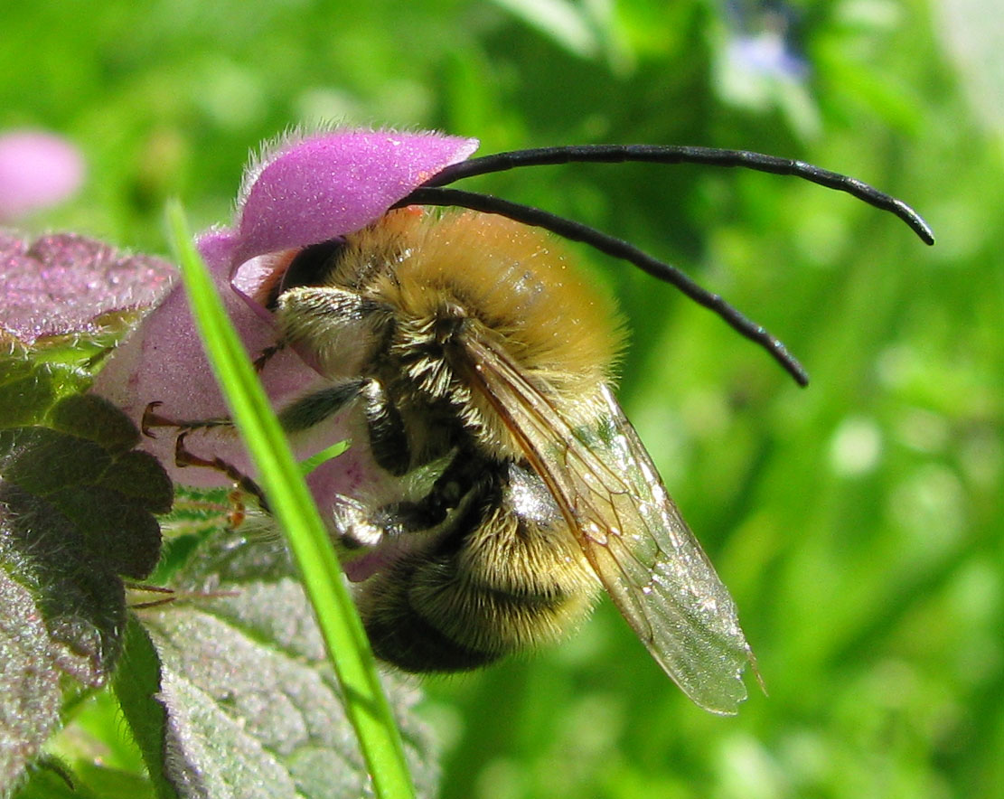 Eucera sp
